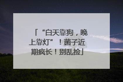 “白天靠狗，晚上靠灯”！菌子近期疯长！别乱捡