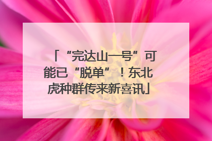“完达山一号”可能已“脱单”！东北虎种群传来新喜讯