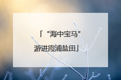 “海中宝马”游进霞浦盐田