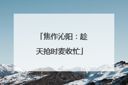 焦作沁阳：趁天抢时麦收忙