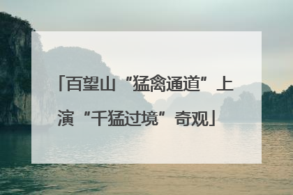 百望山“猛禽通道”上演“千猛过境”奇观