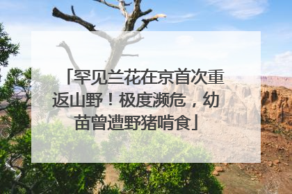 罕见兰花在京首次重返山野！极度濒危，幼苗曾遭野猪啃食