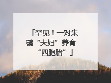 罕见！一对朱鹮“夫妇”养育“四胞胎”
