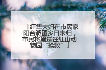 红隼夫妇在市民家阳台孵蛋多日未归，市民将蛋送往红山动物园“抢救”
