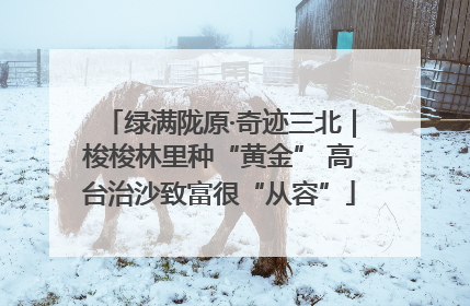 绿满陇原·奇迹三北｜梭梭林里种“黄金” 高台治沙致富很“从容”