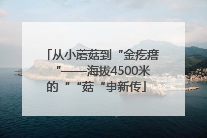 从小蘑菇到“金疙瘩“——海拔4500米的““菇“事新传