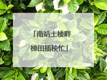 南靖土楼畔 梯田插秧忙