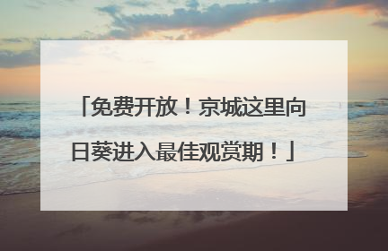 免费开放！京城这里向日葵进入最佳观赏期！