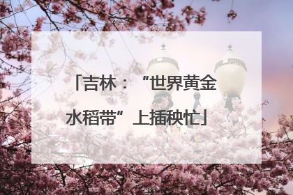 吉林：“世界黄金水稻带”上插秧忙
