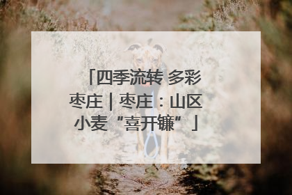 四季流转 多彩枣庄｜枣庄：山区小麦“喜开镰”