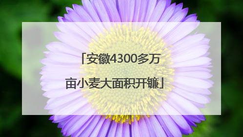 安徽4300多万亩小麦大面积开镰