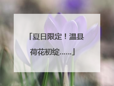 夏日限定！温县荷花初绽……