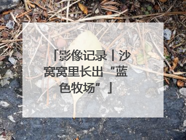 影像记录丨沙窝窝里长出“蓝色牧场”