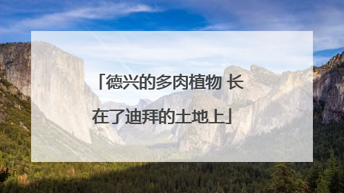 德兴的多肉植物 长在了迪拜的土地上
