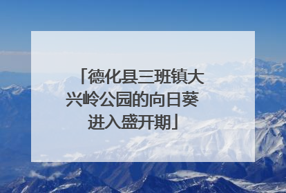 德化县三班镇大兴岭公园的向日葵进入盛开期