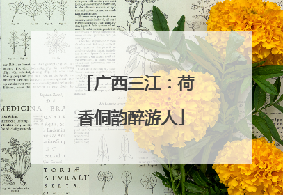 广西三江：荷香侗韵醉游人