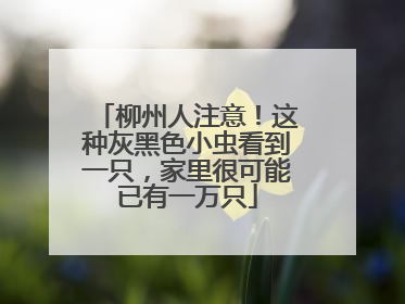 柳州人注意！这种灰黑色小虫看到一只，家里很可能已有一万只