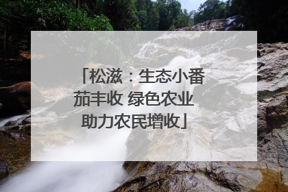 松滋：生态小番茄丰收 绿色农业助力农民增收