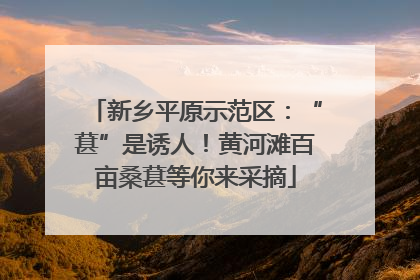 新乡平原示范区：“葚”是诱人！黄河滩百亩桑葚等你来采摘