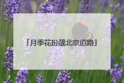 月季花扮靓北京道路