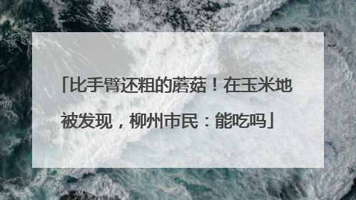 比手臂还粗的蘑菇！在玉米地被发现，柳州市民：能吃吗