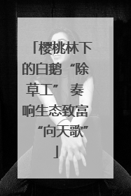 樱桃林下的白鹅“除草工” 奏响生态致富“向天歌”