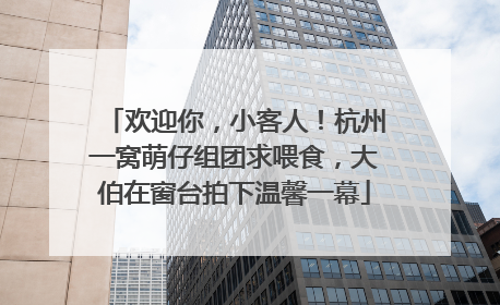 欢迎你，小客人！杭州一窝萌仔组团求喂食，大伯在窗台拍下温馨一幕
