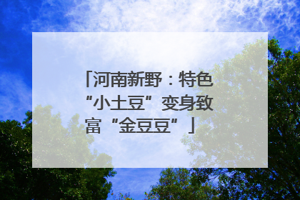 河南新野：特色“小土豆”变身致富“金豆豆”