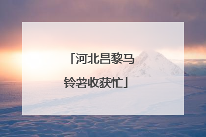 河北昌黎马铃薯收获忙
