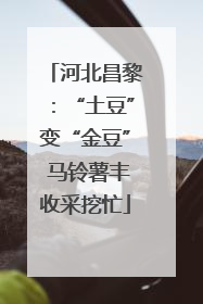 河北昌黎：“土豆”变“金豆” 马铃薯丰收采挖忙