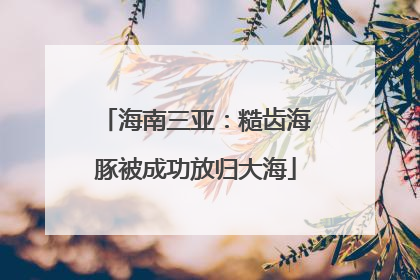 海南三亚：糙齿海豚被成功放归大海