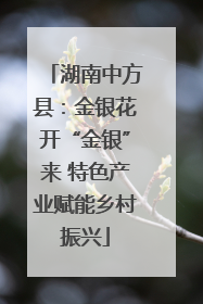 湖南中方县：金银花开“金银”来 特色产业赋能乡村振兴