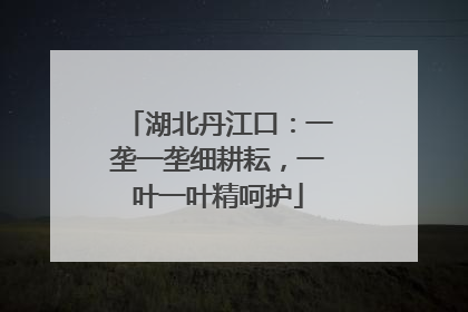 湖北丹江口：一垄一垄细耕耘，一叶一叶精呵护