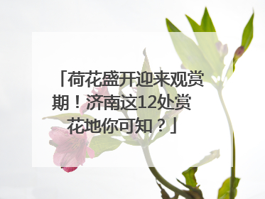 荷花盛开迎来观赏期！济南这12处赏花地你可知？