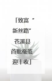 致富“新丝路” 苍溪县首批蚕茧迎丰收