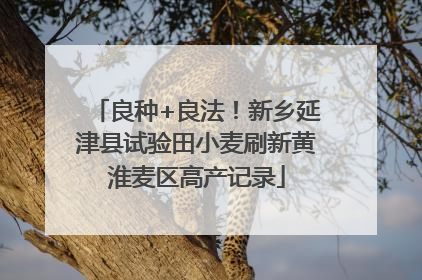 良种+良法！新乡延津县试验田小麦刷新黄淮麦区高产记录