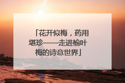 花开似梅，药用堪珍——走进榆叶梅的诗意世界