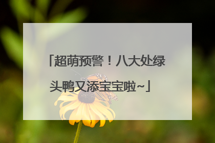 超萌预警！八大处绿头鸭又添宝宝啦~
