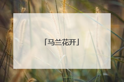 马兰花开