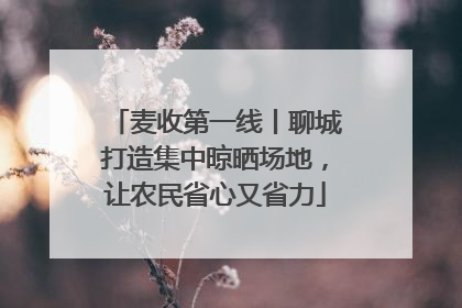 麦收第一线丨聊城打造集中晾晒场地，让农民省心又省力