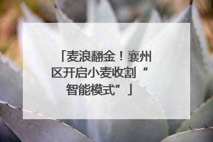 麦浪翻金！襄州区开启小麦收割“智能模式”