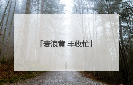 麦浪黄 丰收忙