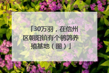 30万羽，在信州区朝阳镇有个鹌鹑养殖基地（图）
